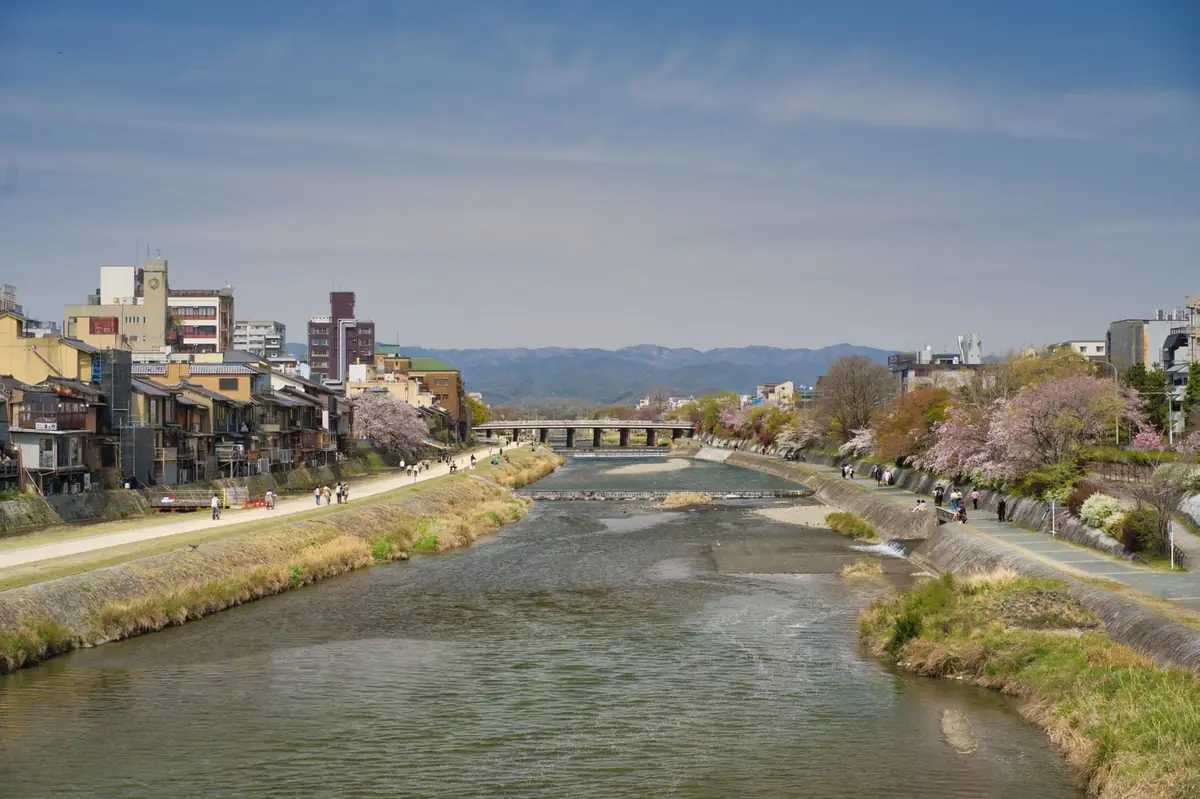 Kamo River with cherry trees in bloom along the banks